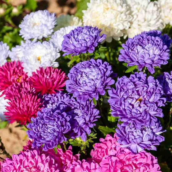Fleurs - Reine-Marguerite Beauté Variée - face recto